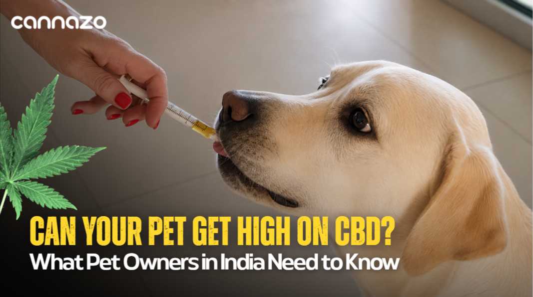 CBD Oil for Dogs & Cats: A Pet Parent’s Complete Guide