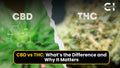 CBD vs THC: What’s the Difference and Why It Matters