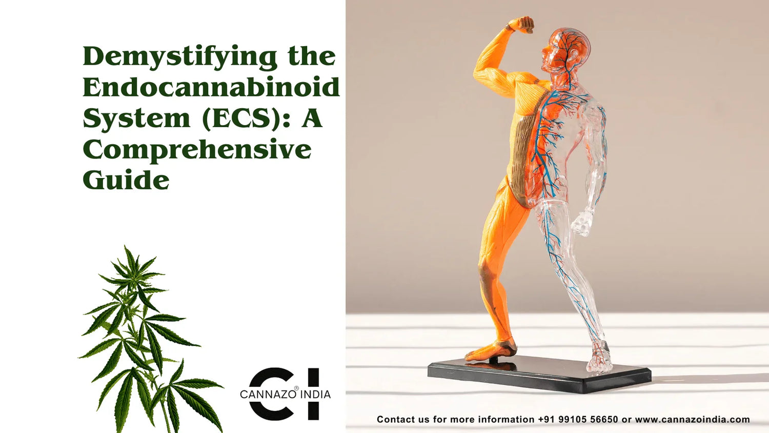 Demystifying the Endocannabinoid System (ECS)