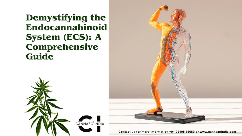 Demystifying the Endocannabinoid System (ECS)