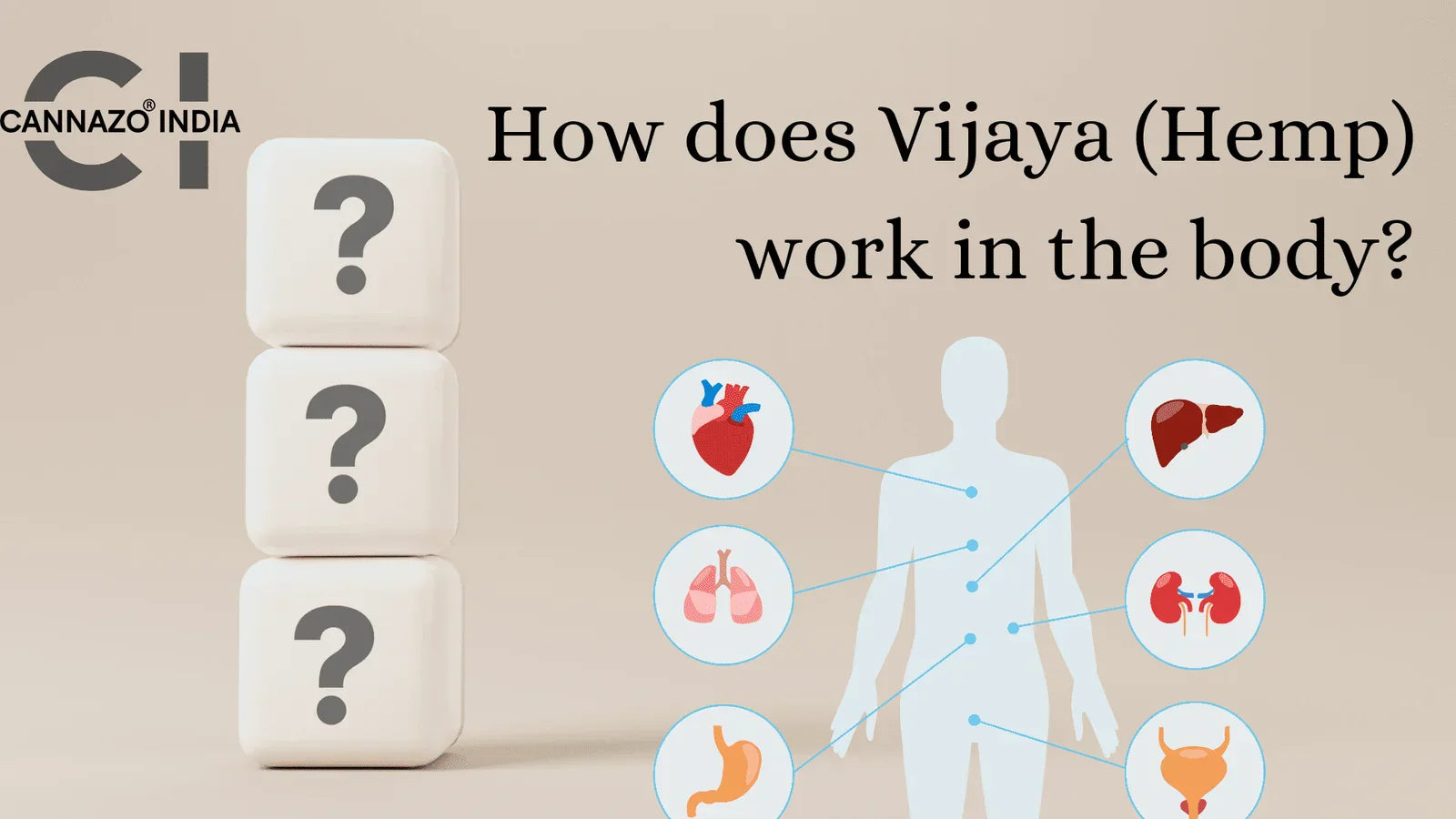 How Does Vijaya ( Hemp ) Work In The Body ?