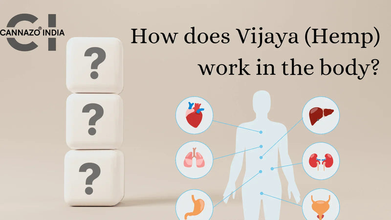 How Does Vijaya ( Hemp ) Work In The Body ?