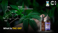 What Is THC Oil? A Beginner’s Guide to Cannabis Extracts