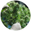 Vijaya (Cannabis Sativa) Leaf Extract