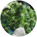 Cannabis Leaf Extract (Cannabis sativa/indica)