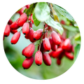 Berberine HCL (Plant-Based – Daruharidra)