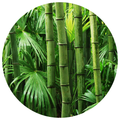 Vansh Lochan (Bambusa arundinacea)