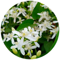 Night Jasmine Oil (Jasminum officinale)