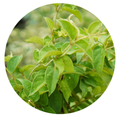 Gudmar (Gymnema Sylvestre)