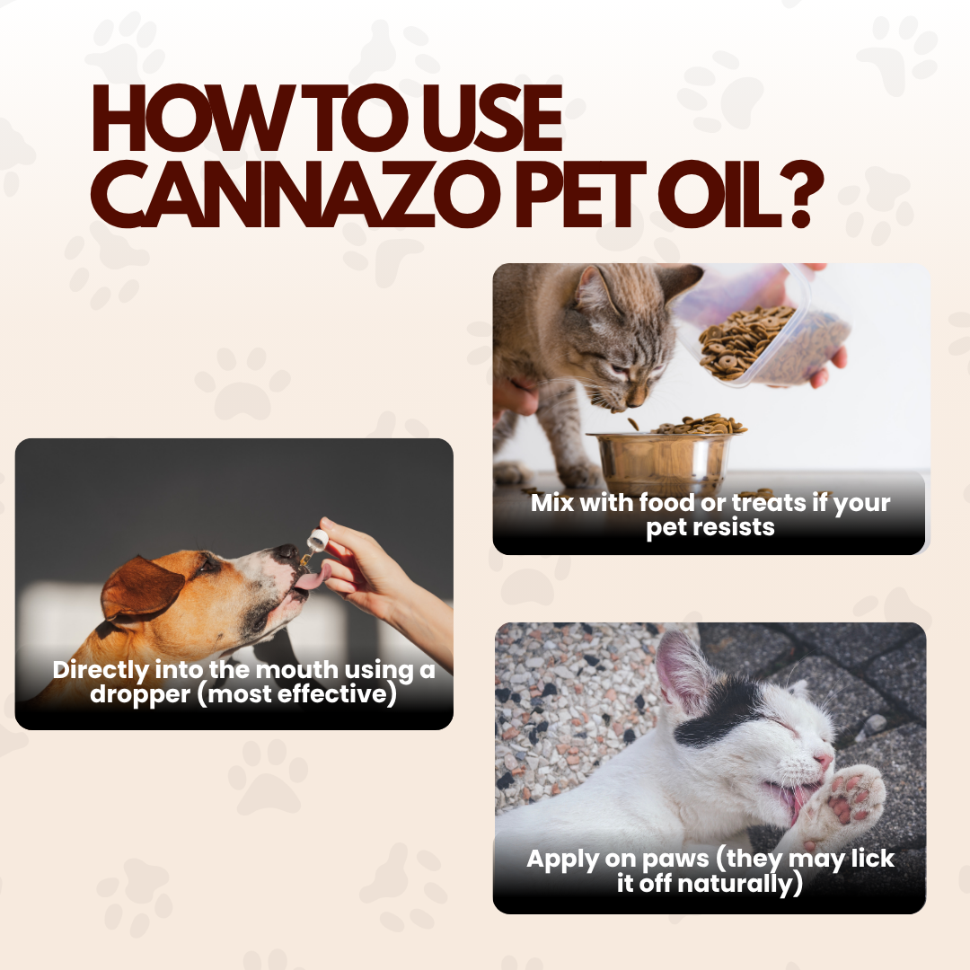 Cannazo India Pet CBD Oil | Cbd Oil for Dogs and Cats | THC-Free | AYUSH-Approved