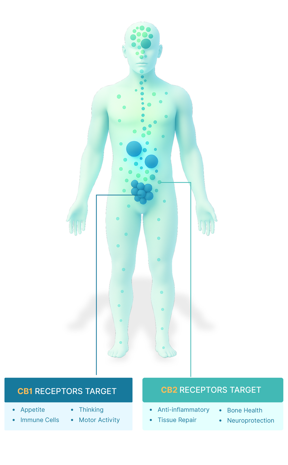 Gut Image