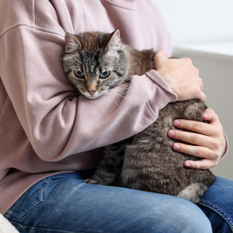 Anxious or Stressed Pets