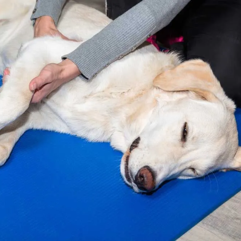 Pets in Pain or Stiffness