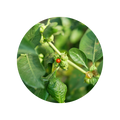 Ashwagandha (KSM-66)