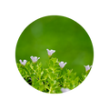 Brahmi