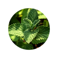 Peppermint
