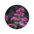Valerian