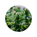 Vijaya (Cannabis sativa) Leaf Extract
