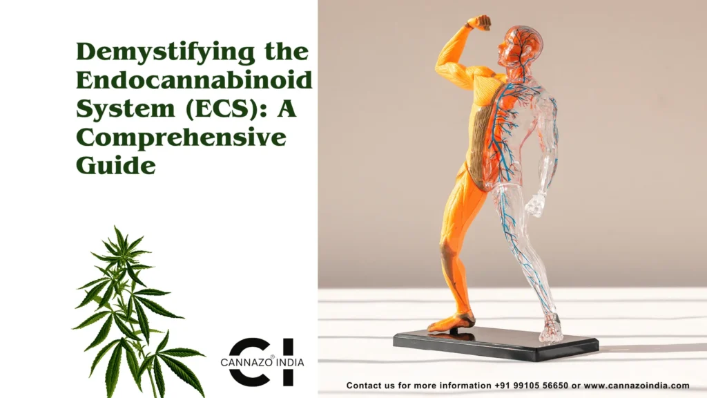 Demystifying the Endocannabinoid System (ECS)