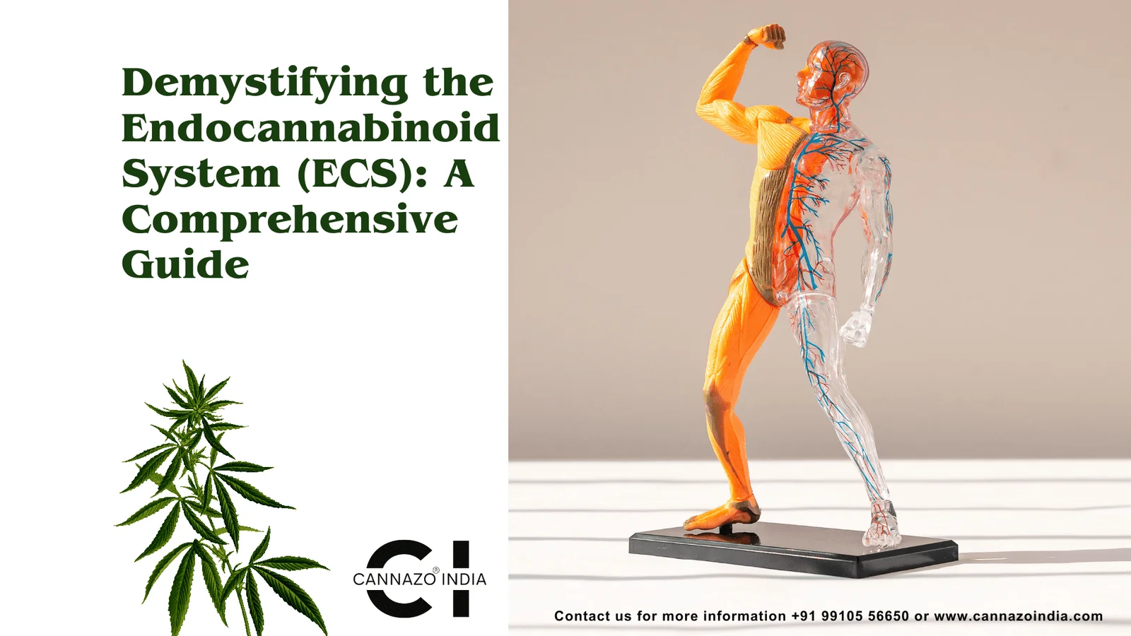Demystifying the Endocannabinoid System (ECS)