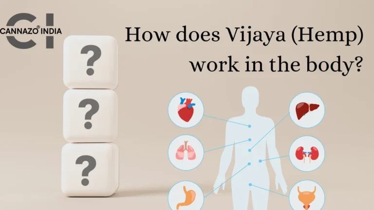 How Does Vijaya ( Hemp ) Work In The Body ?