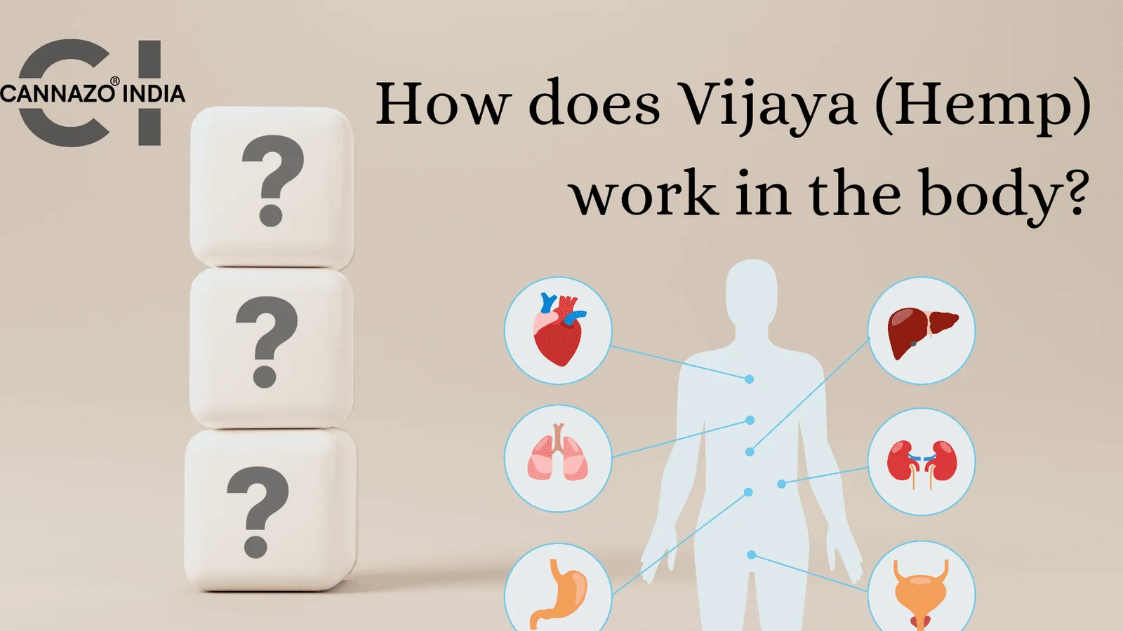 How Does Vijaya ( Hemp ) Work In The Body ?