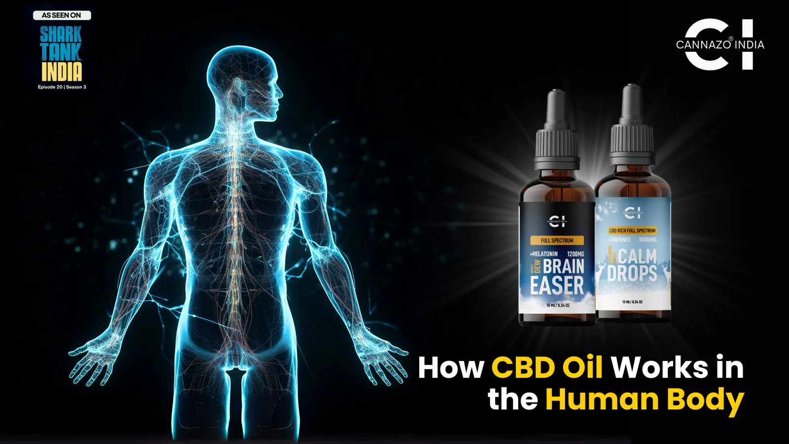how cbd oil works in human body