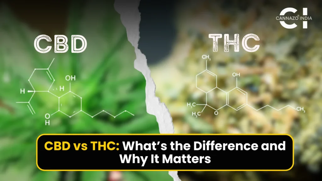 cbd vs thc