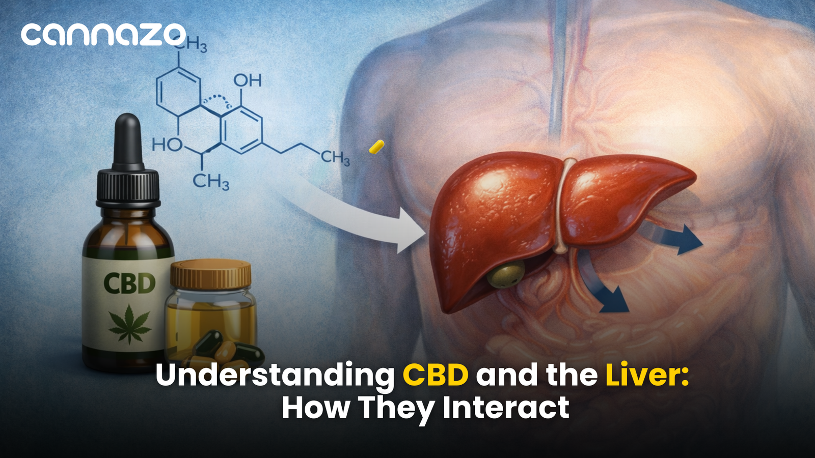 CBD and Liver Is Hemp Oil Good For Your Liver